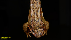 Rana dybowskii