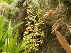 Prosthechea sceptra
