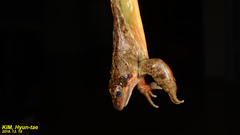 Rana dybowskii