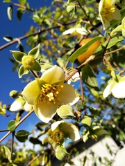 Philadelphus mexicanus