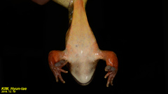 Rana dybowskii
