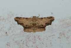 Zanclomenophra subusta