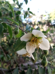 Philadelphus mexicanus