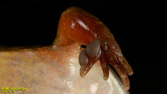 Rana dybowskii
