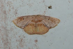 Chrysocraspeda plumbeofusa