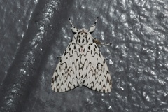 Lymantria singapura