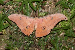 Antheraea helferi
