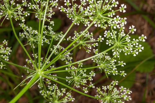Peucedanum rablense, photograph 6
