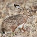 Lepus granatensis granatensis - Photo (c) Alexandre H. Leitão, some rights reserved (CC BY-NC), uploaded by Alexandre H. Leitão