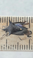 Proxys albopunctulatus