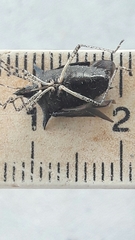 Proxys albopunctulatus