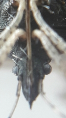 Proxys albopunctulatus