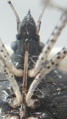 Proxys albopunctulatus