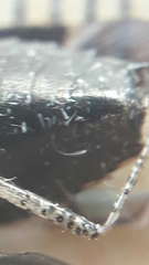 Proxys albopunctulatus