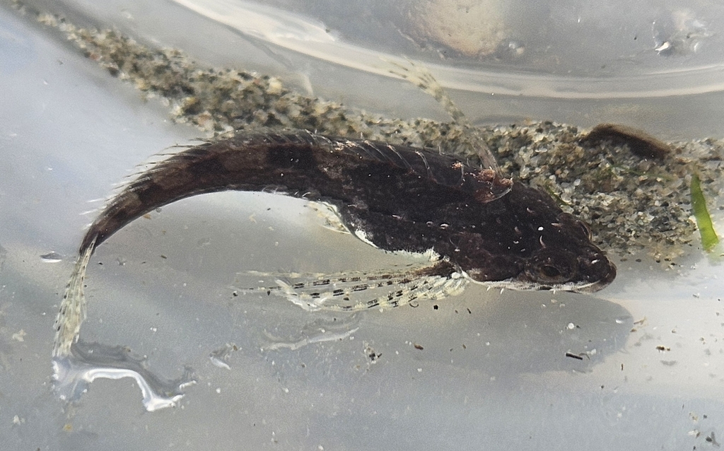 Sharpnose sculpin (Clinocottus acuticeps) — Cottidae