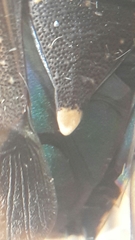 Proxys albopunctulatus