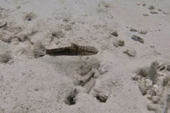 Amblygobius semicinctus