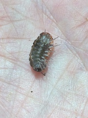 Barnardillo barnardi