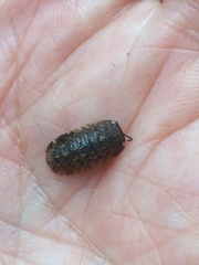 Barnardillo barnardi