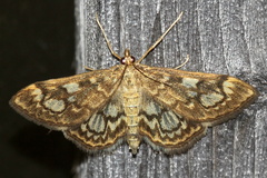Anania coronata
