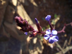 Plumbago caerulea