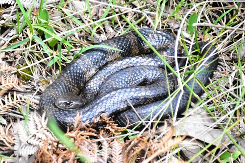 Tiger Snake sighting