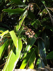 Alpinia zerumbet
