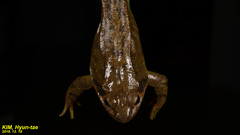 Rana huanrensis