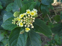 Lantana camara