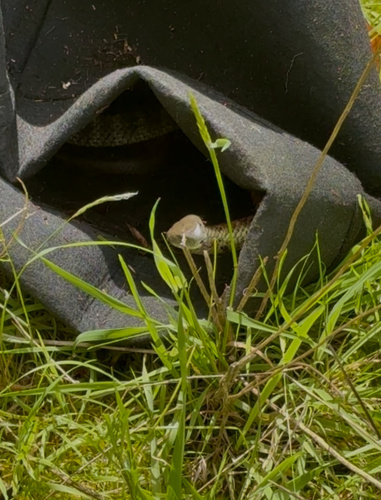 Tiger Snake sighting