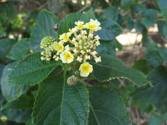 Lantana camara