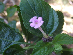 Lantana camara