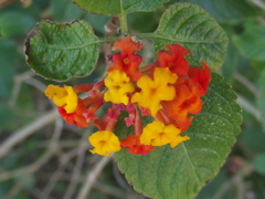 Lantana camara