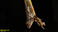Rana huanrensis