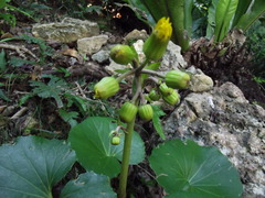 Farfugium japonicum