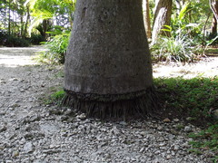 Arecaceae