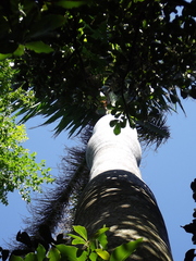 Arecaceae