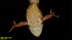 Rana huanrensis