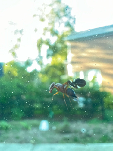 Unknown species found near Lindrick Ln, Charlotte, NC, US