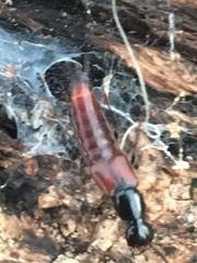 Hesperus baltimorensis