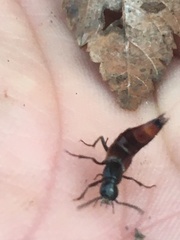 Hesperus baltimorensis