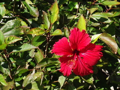 Hibiscus rosa-sinensis