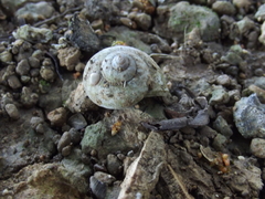 Cyclophorus turgidus