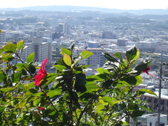 Hibiscus rosa-sinensis