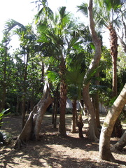 Arecaceae