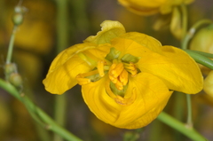 Senna aphylla, photograph (c) aacocucci, some rights reserved (CC BY)
