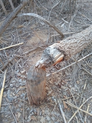 Castor canadensis mexicanus