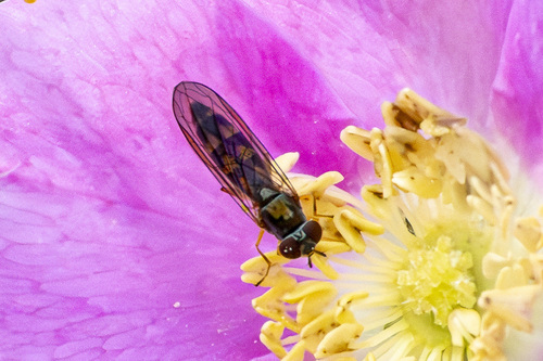 Unknown species found near Tillamook County, OR, USA