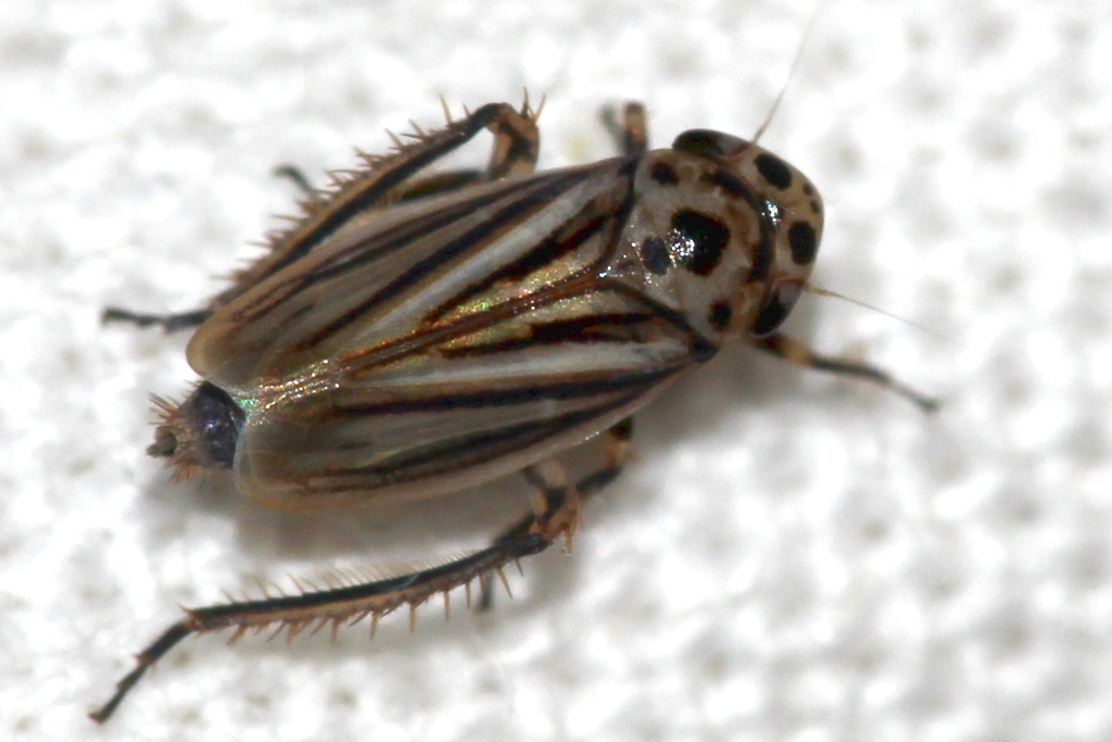 Stictocoris