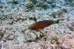 Chlorurus strongylocephalus